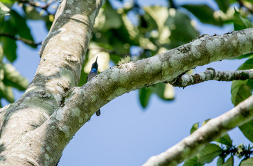Bird in Uganda
