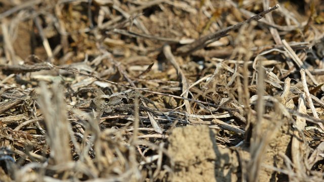 Wolfspinne Alopecosa sp.-Weibchen (Lycosidae) am D&ouml;rnberg