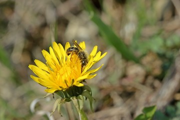 Wildbiene auf Löwenzahnblüte