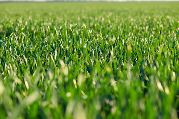 Young sprouts are on the field. Green grass closeup.