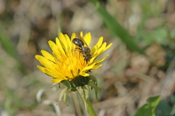 Wildbiene auf Löwenzahnblüte