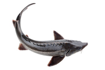 Sturgeon fish isolated on white background