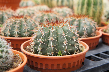 Selected focused on a group of small and colourful cactus planted in small plastic pots. The cactus will be used as indoor decoration. Sale to the customer as income for farmers.   