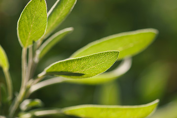 Fototapeta na wymiar Green Sage Leaf