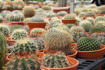 Selected focused on a group of small and colourful cactus planted in small plastic pots. The cactus will be used as indoor decoration. Sale to the customer as income for farmers.   