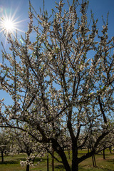 Almond blossoms in springtime
