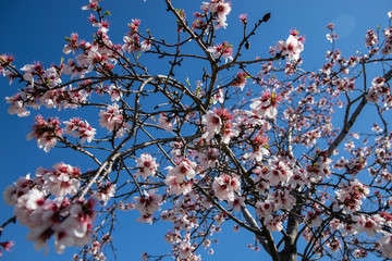 Almond blossoms in springtime