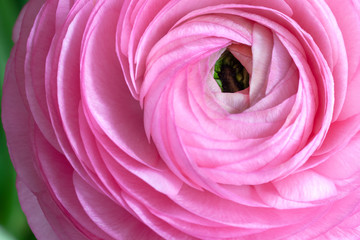 Fototapeta na wymiar Pink Ranunculus Background. Macro. Close-up. For colorful greeting card or flower delivery. Soft selective focus.
