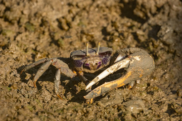 Winkerkrabbe