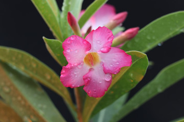 beautiful pink bignonia.