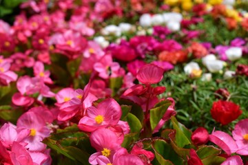 Multicolored flowers in garden