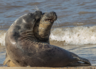 Fototapeta premium Grey Seal resting on beach