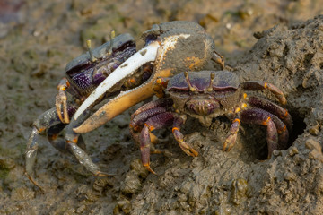 Winkerkrabbe