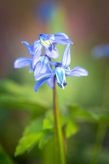 wild spring flowers