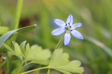 wild spring flower scilla bifolia