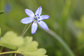 Fototapeta na wymiar scilla bifolia wild flower