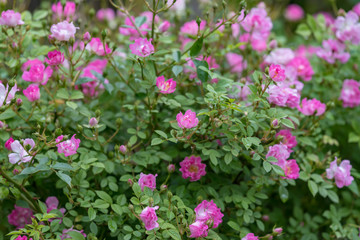 Pink miniature roses flowers wetted by rain