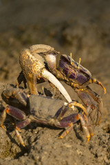 Winkerkrabbe