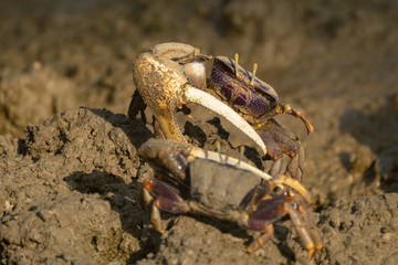 Winkerkrabbe