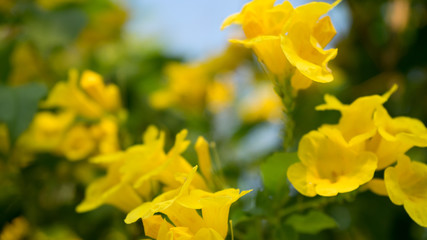 Floral spring background yellow beautiful flowers in blue sky of beautiful nature in sunny day .Spring flowers