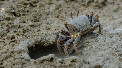 Winkerkrabbe