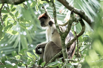 Fototapeta premium Red colobus in Bigodi