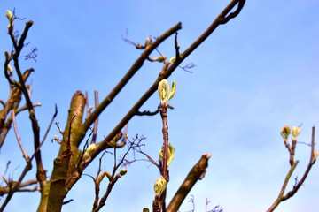 Bud growing from damaged tree