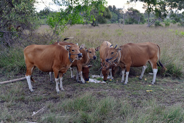 Fototapeta na wymiar Cows grazing in the farm, Gili Trawangan Island, Indonesia