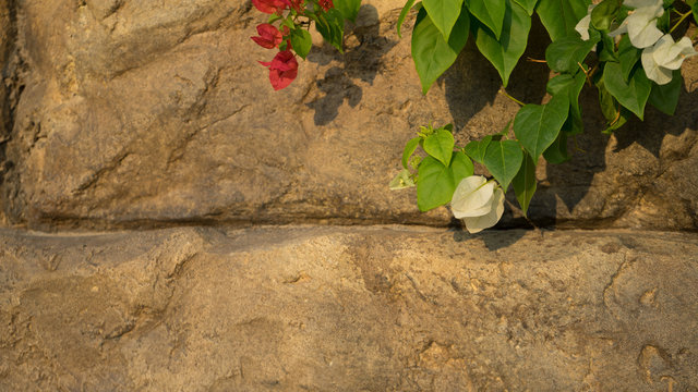 Floral spring background pink and white beautiful flowers in cka r of beautiful nature in sunny day .Spring flowers