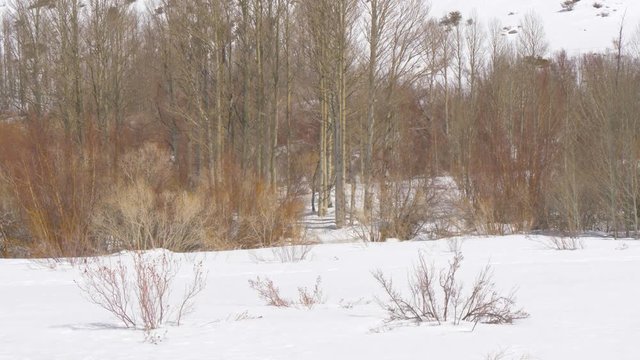 Wonderful Inyo National Forest in the snow - travel photography