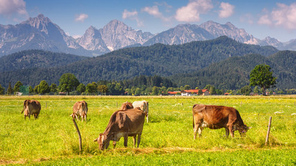 Fototapeta na wymiar Bavarian landscape - view of grazing cows on the background of the Alpine mountains in summer day, Germany