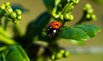Lady bug during a cold evening