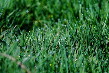 Bright green grass with water drops. Dew shining in rainbow colores in sunlight.