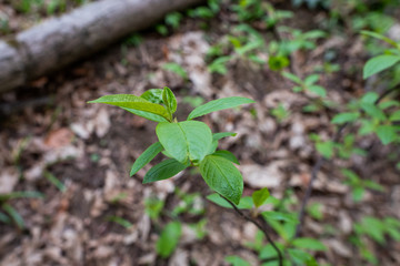 young shoots