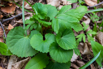 Green leaves