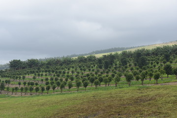 Fototapeta na wymiar Orchard on a rolling hillside in Hawaii laid out in perfect order