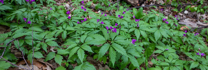 Forest flowers