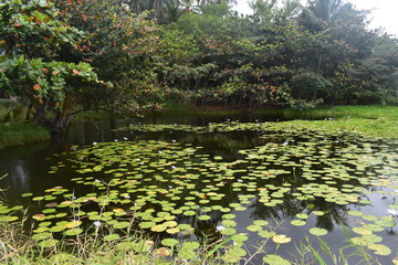 Lily pond with ducks swimming in the dense water lilies with forest and jungle along the banks