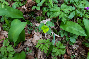 Green leaves