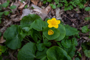 Yellow flowers