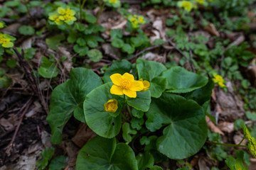 Yellow flowers