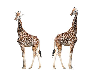 two giraffe isolated on white