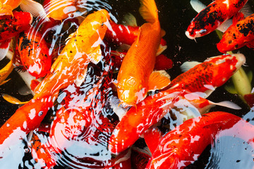 Colourful carp fish with water drop, koi fish.