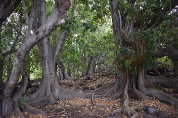 Stange branching trees in a forest along the ocean with roots and branches stretching everywhere