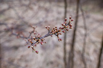 Buds on a branch