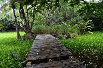 Rickety wooden bridge over a dense lily pond to a wooded island in the midst of a jungle