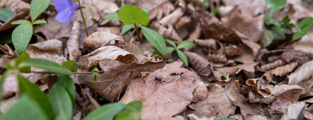 Spider on the leaf
