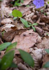 Spider on the leaf