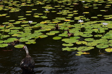Lily pond with ducks swimming in the dense water lilies with forest and jungle along the banks