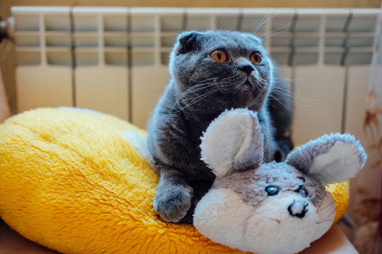 Cute British shorthair cat sitting indoors